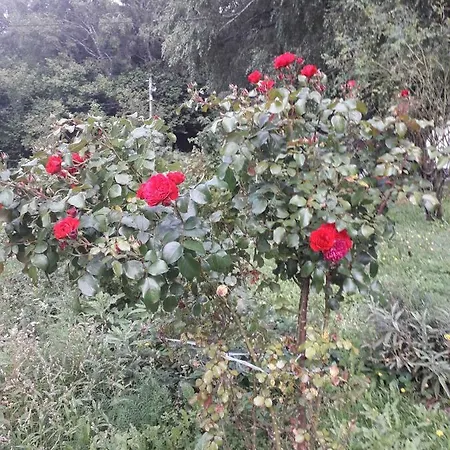 Apartament In 15380 *